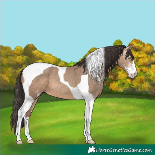 Horse Color:Sable Champagne Sabino Tobiano 