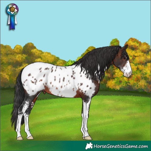 Horse Color:Brown Sabino Near Leopard Rabicano