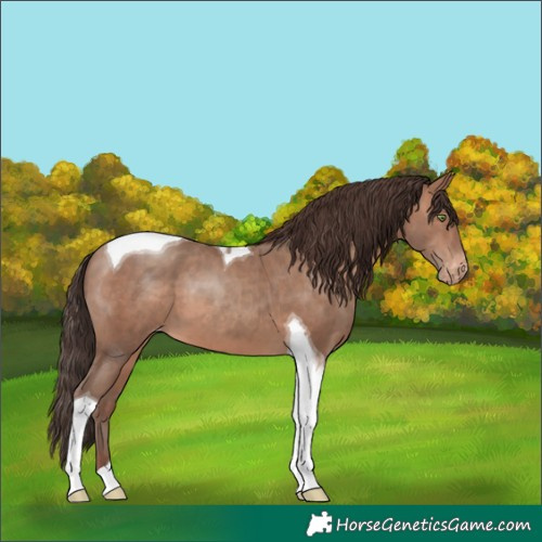Horse Color:Sable Champagne Tobiano Varnish