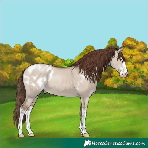 Horse Color:Classic Champagne Dun Sabino Blanket 
