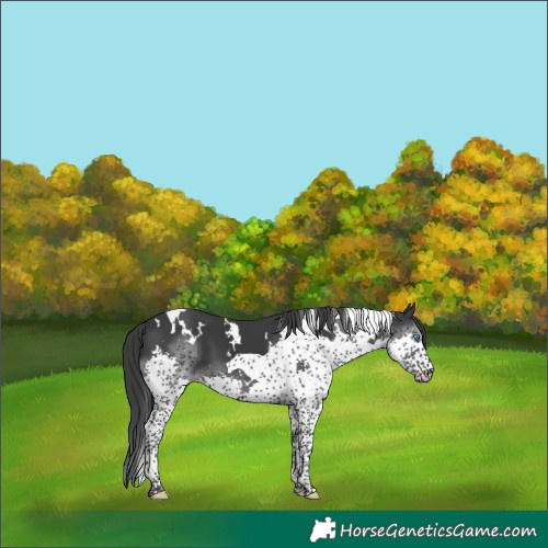 Horse Color:White Spotted Black Splash Tobiano 