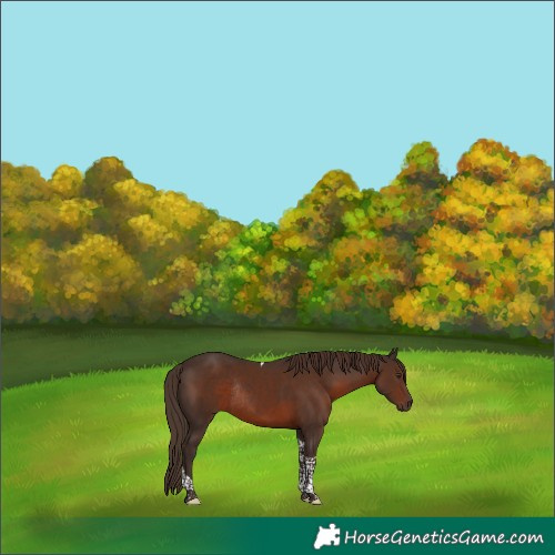 Horse Color:Liver Chestnut Tobiano Rabicano