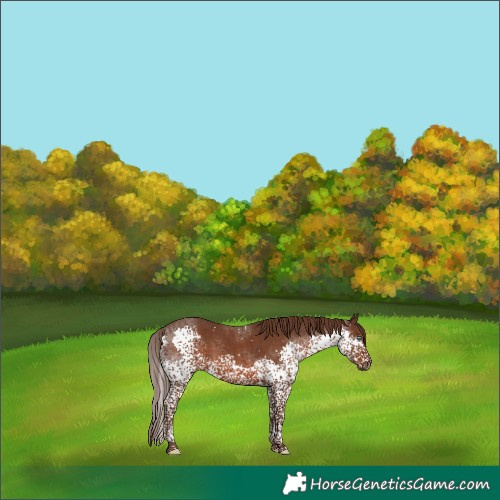 Horse Color:Liver Chestnut Splash Tobiano