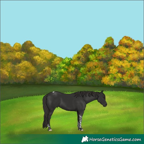 Horse Color:Liver Chestnut Tobiano 
