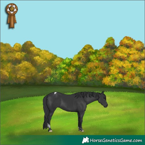 Horse Color:Black Tobiano