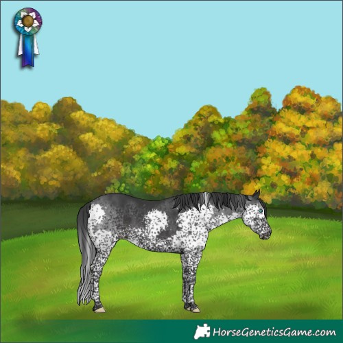 Horse Color:Black Splash Tobiano 