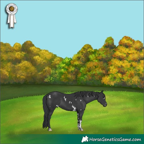 Horse Color:White Spotted Black Tobiano 