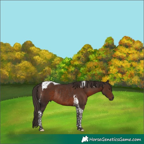 Horse Color:Liver Chestnut Tobiano Rabicano