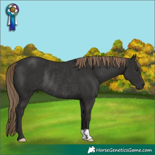 Horse Color:Liver Chestnut Rabicano 