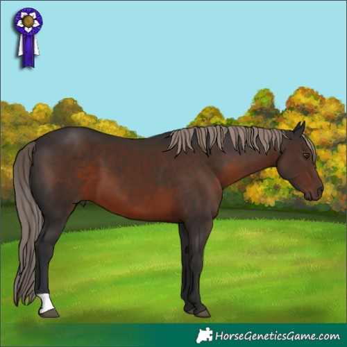 Horse Color:Liver Chestnut