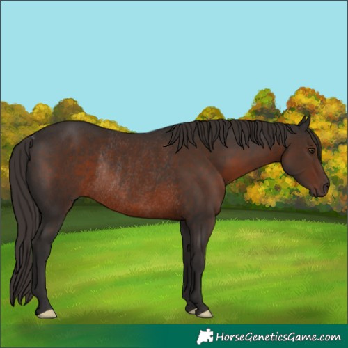 Horse Color:Liver Chestnut Rabicano 