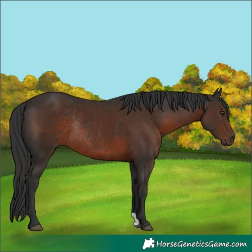 Horse Color:Liver Chestnut Rabicano