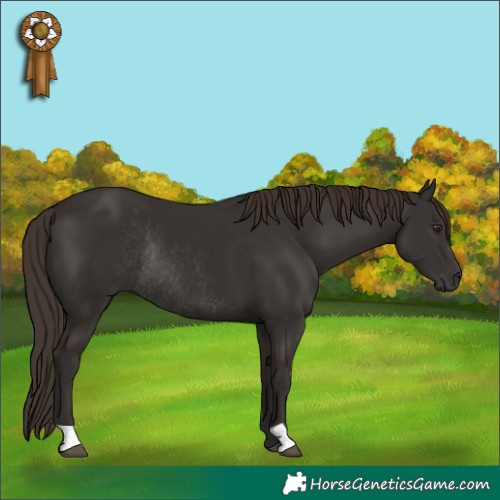 Horse Color:Liver Chestnut Rabicano