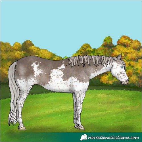 Horse Color:White Spotted Silver Black Splash 