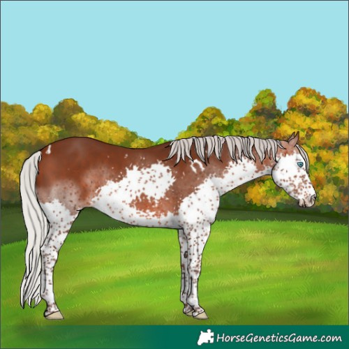Horse Color:White Spotted Silver Brown Splash