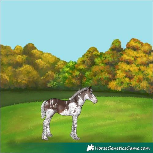 Horse Color:Powder White White Spotted Silver Brown Splash 