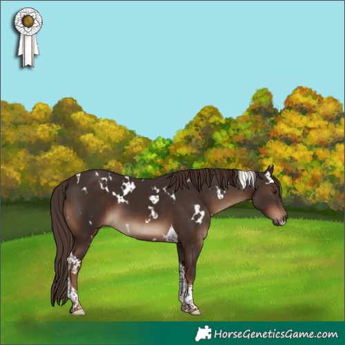 Horse Color:White Spotted Liver Chestnut Tobiano