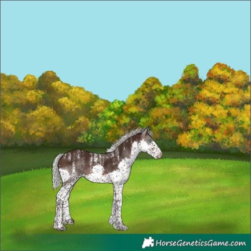 Horse Color:Powder White Silver Brown Splash