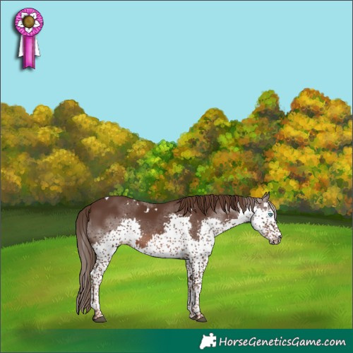 Horse Color:White Spotted Liver Chestnut Splash Tobiano