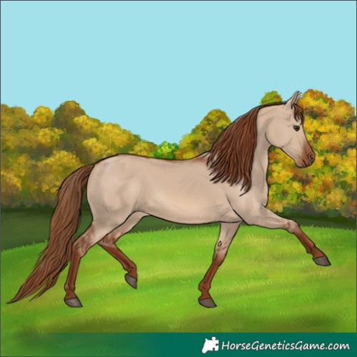 Horse Color:Red Dun 