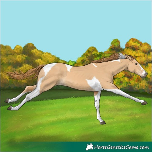 Horse Color:Red Dun Tobiano