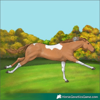 Horse Color:Chestnut Tobiano