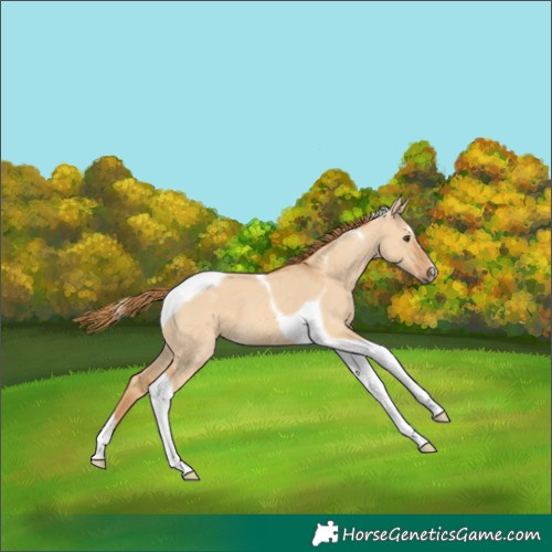 Horse Color:Red Dun Tobiano