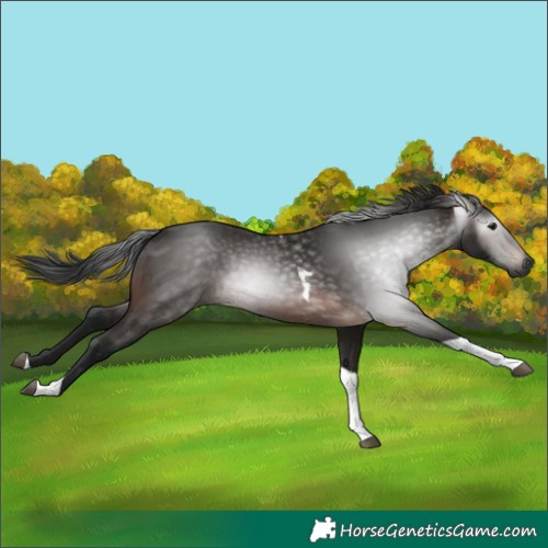 Horse Color:Gray Bay Tobiano