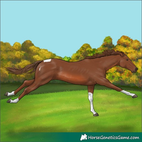 Horse Color:Chestnut Tobiano