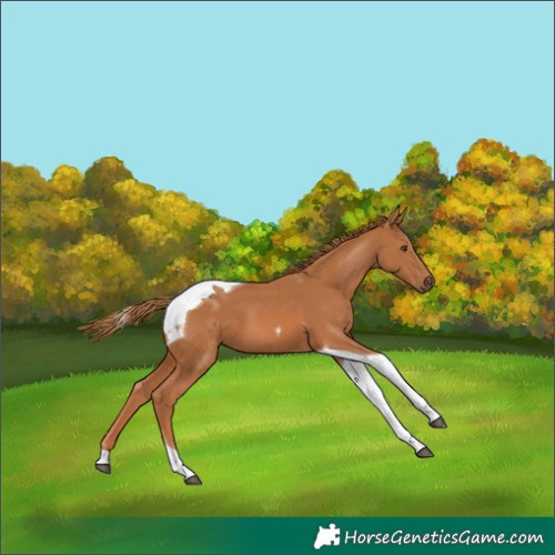 Horse Color:Chestnut Tobiano 