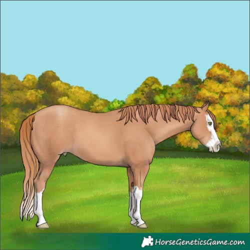 Horse Color:Gold Champagne Splash