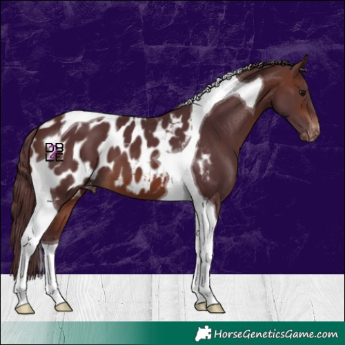 Horse Color:Chocolate Brown Tobiano Blanket