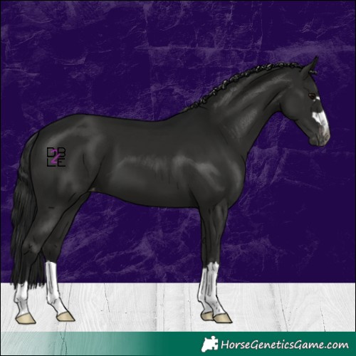 Horse Color:Gray Black Varnish