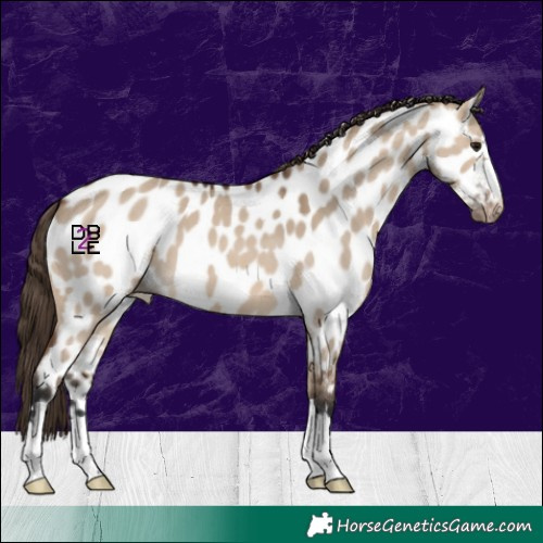 Horse Color:Brown Dun Near Leopard