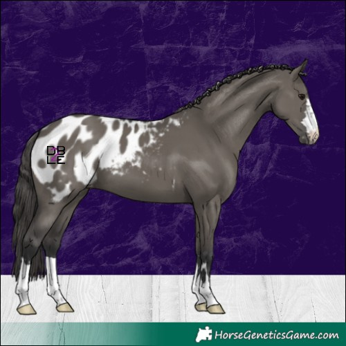 Horse Color:Grullo Blanket