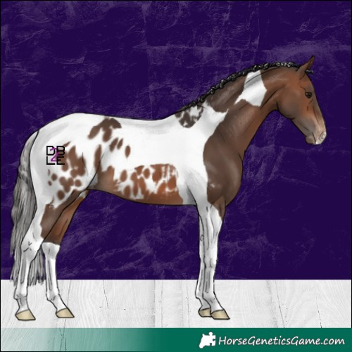 Horse Color:Brown Tobiano Blanket