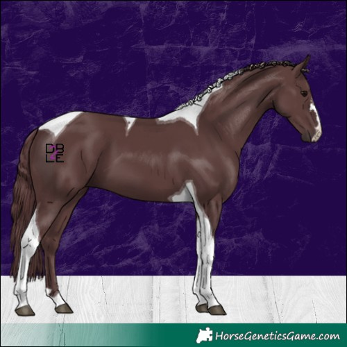 Horse Color:Chocolate Black Tobiano