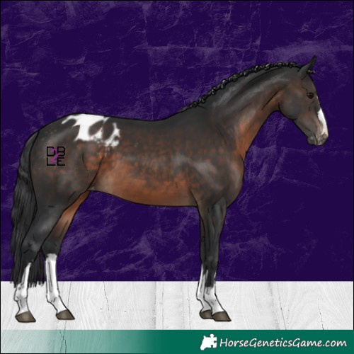 Horse Color:Brown Blanket 