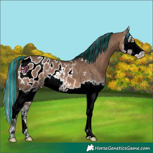 Horse Color:Painted Brown Dun Splash Blanket 