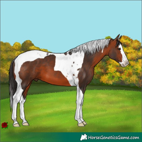 Horse Color:Bay Splash Tobiano
