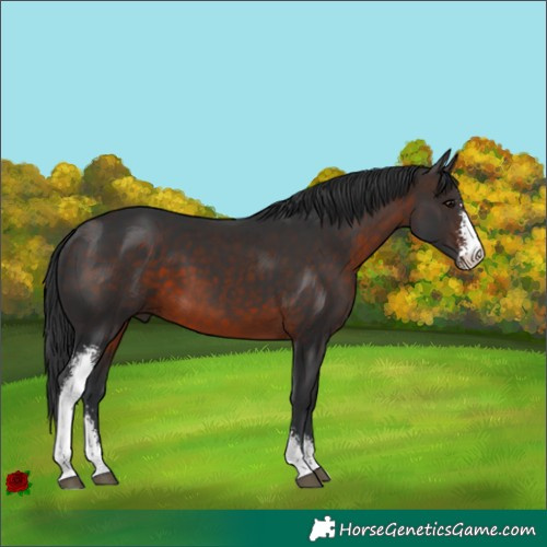 Horse Color:Brown Sabino 