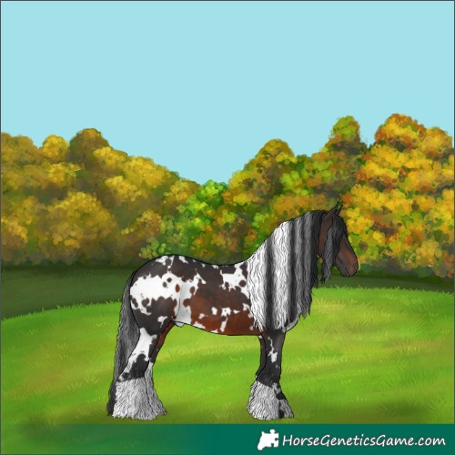 Horse Color:White Spotted Brown 