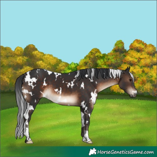 Horse Color:White Spotted Brown 