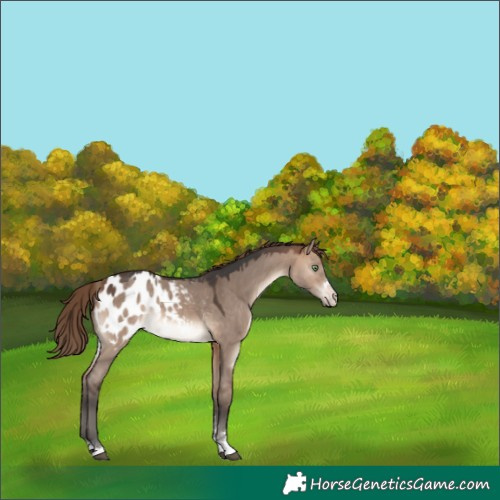 Horse Color:Bay Dun Mushroom Appaloosa Rabicano 