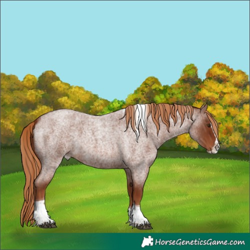 Horse Color:Red Roan Splash Tobiano
