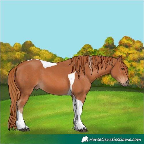 Horse Color:Chestnut Tobiano