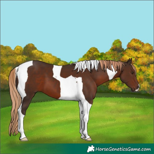Horse Color:Liver Chestnut Tobiano 