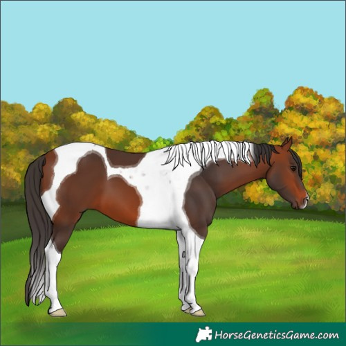 Horse Color:Bay Tobiano
