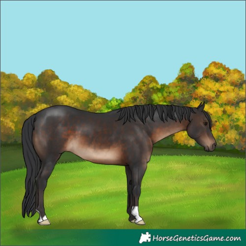 Horse Color:Brown 
