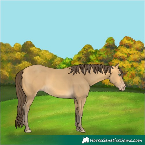 Horse Color:Amber Cream Champagne